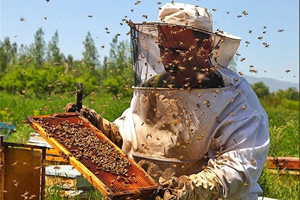 کارگاه پرورش زنبور عسل